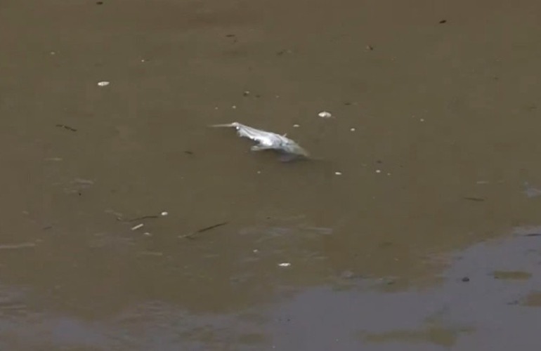 Imagen de Analizar&aacute;n muestras del Carcara&ntilde;&aacute; para determinar si la aparici&oacute;n de peces muertos se debe a la contaminaci&oacute;n del r&iacute;o