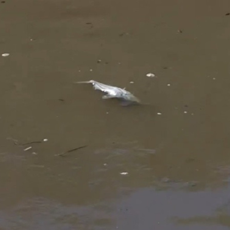 Imagen de Analizar&aacute;n muestras del Carcara&ntilde;&aacute; para determinar si la aparici&oacute;n de peces muertos se debe a la contaminaci&oacute;n del r&iacute;o
