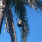 Imagen de Vecino denuncia peligro por un panal gigante que a&uacute;n no fue retirado en Tierra de Sue&ntilde;os