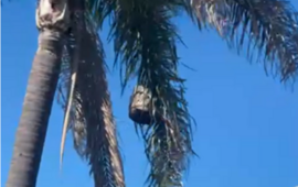Imagen de Vecino denuncia peligro por un panal gigante que a&uacute;n no fue retirado en Tierra de Sue&ntilde;os