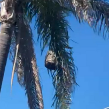 Imagen de Vecino denuncia peligro por un panal gigante que a&uacute;n no fue retirado en Tierra de Sue&ntilde;os