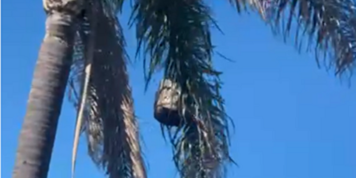 Imagen de Vecino denuncia peligro por un panal gigante que a&uacute;n no fue retirado en Tierra de Sue&ntilde;os