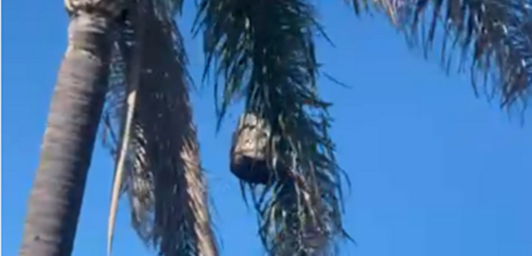 Imagen de Vecino denuncia peligro por un panal gigante que a&uacute;n no fue retirado en Tierra de Sue&ntilde;os