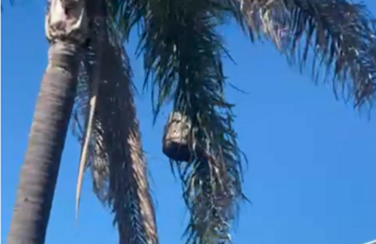 Imagen de Vecino denuncia peligro por un panal gigante que a&uacute;n no fue retirado en Tierra de Sue&ntilde;os