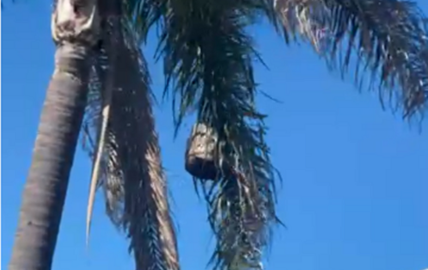 Imagen de Vecino denuncia peligro por un panal gigante que a&uacute;n no fue retirado en Tierra de Sue&ntilde;os