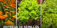 Imagen de Entrega gratuita de semillas de huerta para la temporada oto&ntilde;o/invierno en el vivero Estaci&oacute;n Verde