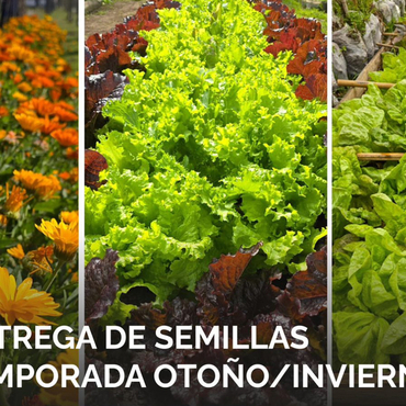 Imagen de Entrega gratuita de semillas de huerta para la temporada oto&ntilde;o/invierno en el vivero Estaci&oacute;n Verde