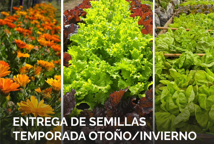Imagen de Entrega gratuita de semillas de huerta para la temporada oto&ntilde;o/invierno en el vivero Estaci&oacute;n Verde