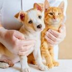 Imagen de Salud animal en los barrios: jornada de castraci&oacute;n y vacunaci&oacute;n en Do&ntilde;a Pepa