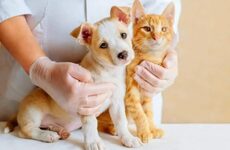 Imagen de Salud animal en los barrios: jornada de castraci&oacute;n y vacunaci&oacute;n en Do&ntilde;a Pepa