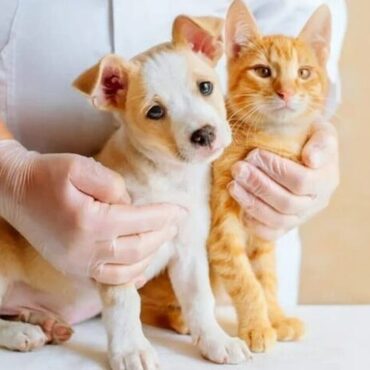 Imagen de Salud animal en los barrios: jornada de castraci&oacute;n y vacunaci&oacute;n en Do&ntilde;a Pepa