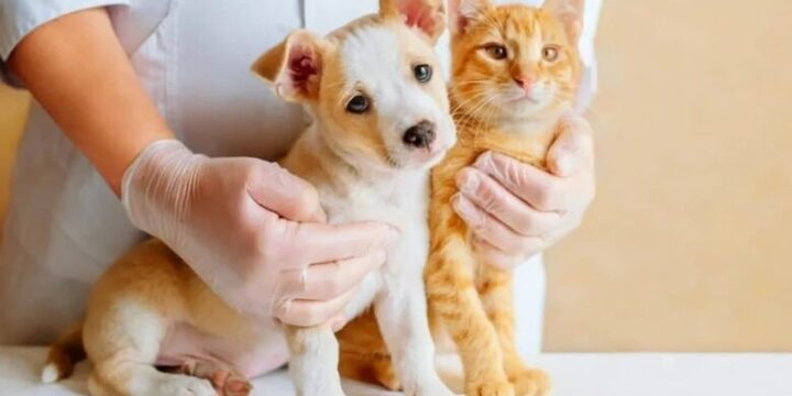 Imagen de Salud animal en los barrios: jornada de castraci&oacute;n y vacunaci&oacute;n en Do&ntilde;a Pepa