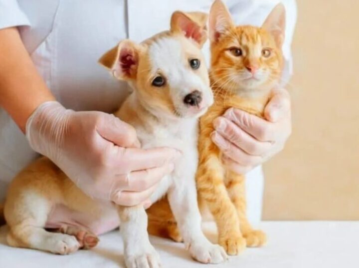Imagen de Salud animal en los barrios: jornada de castraci&oacute;n y vacunaci&oacute;n en Do&ntilde;a Pepa