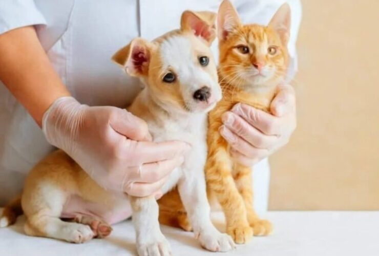 Imagen de Salud animal en los barrios: jornada de castraci&oacute;n y vacunaci&oacute;n en Do&ntilde;a Pepa