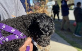 Imagen de Alvear realizar&aacute; una jornada de castraci&oacute;n, vacunaci&oacute;n antirr&aacute;bica y desparasitaci&oacute;n de mascotas