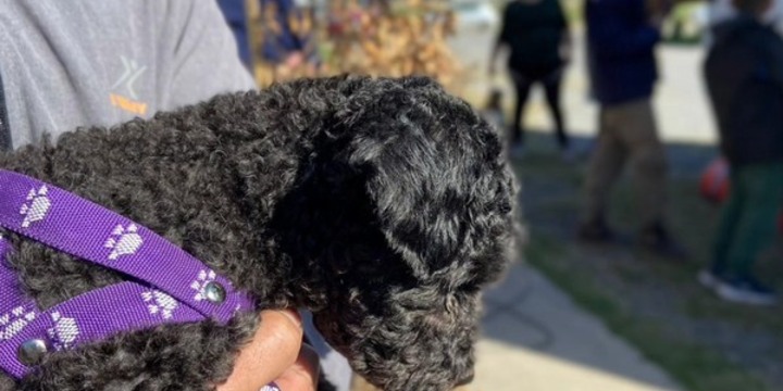 Imagen de Alvear realizar&aacute; una jornada de castraci&oacute;n, vacunaci&oacute;n antirr&aacute;bica y desparasitaci&oacute;n de mascotas