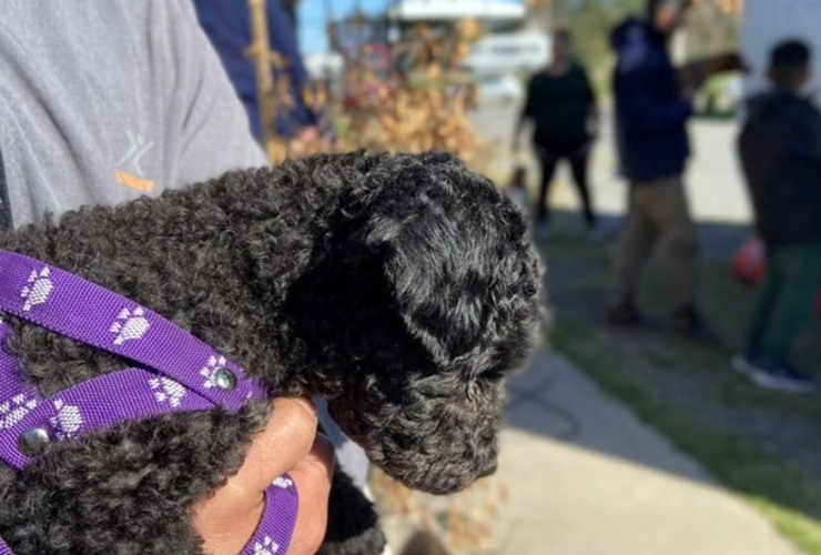 Imagen de Alvear realizar&aacute; una jornada de castraci&oacute;n, vacunaci&oacute;n antirr&aacute;bica y desparasitaci&oacute;n de mascotas