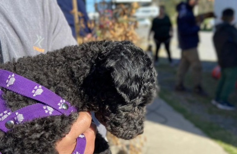 Imagen de Alvear realizar&aacute; una jornada de castraci&oacute;n, vacunaci&oacute;n antirr&aacute;bica y desparasitaci&oacute;n de mascotas