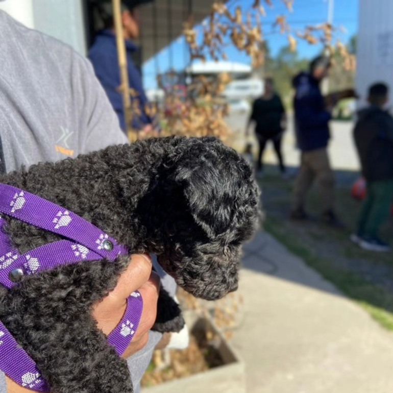 Imagen de Alvear realizar&aacute; una jornada de castraci&oacute;n, vacunaci&oacute;n antirr&aacute;bica y desparasitaci&oacute;n de mascotas