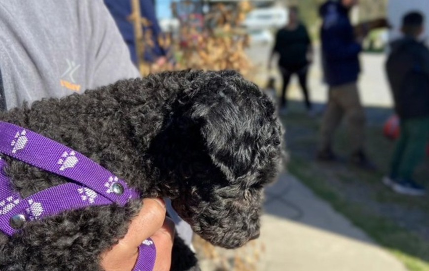 Imagen de Alvear realizar&aacute; una jornada de castraci&oacute;n, vacunaci&oacute;n antirr&aacute;bica y desparasitaci&oacute;n de mascotas