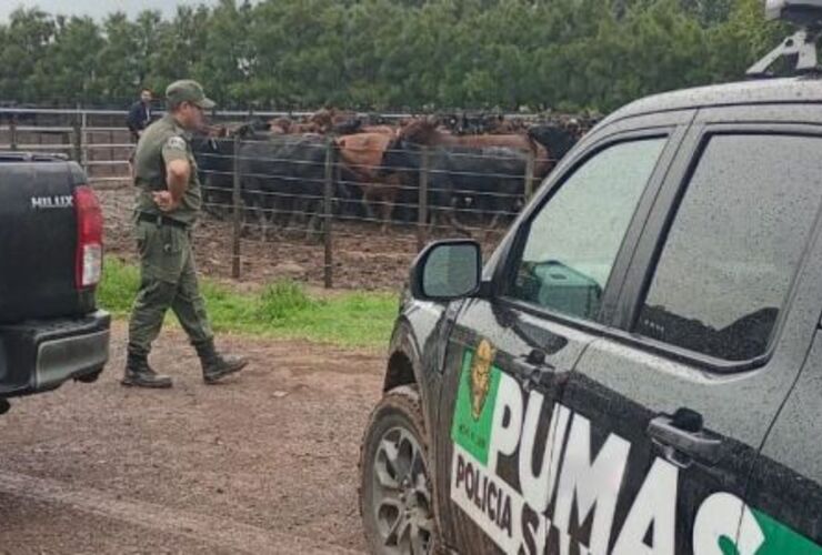 Imagen de Santa Teresa: tras una campa&ntilde;a en redes, el agroinfluencer "La Joya Agro" recuper&oacute; gran parte de su ganado robado