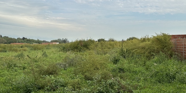 Imagen de Reclamos de calle Kennedy por pastizales altos y poca luz nocturna