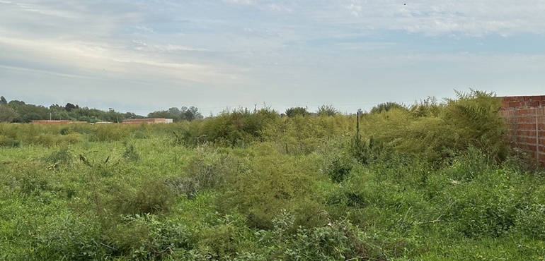 Imagen de Reclamos de calle Kennedy por pastizales altos y poca luz nocturna