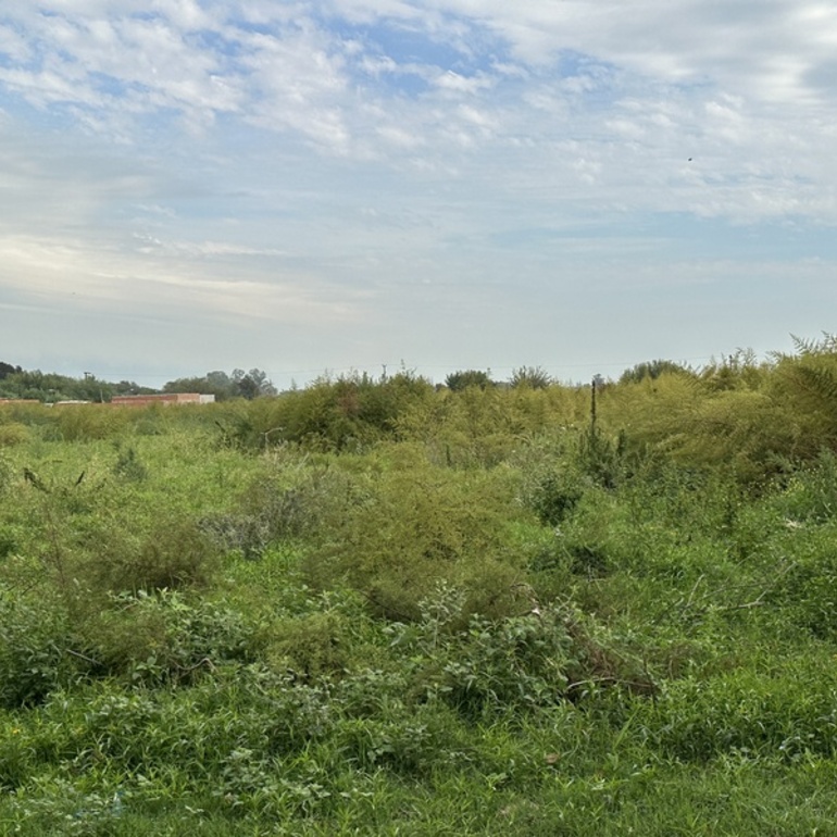 Imagen de Reclamos de calle Kennedy por pastizales altos y poca luz nocturna