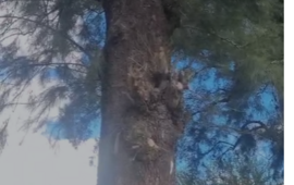 Imagen de Preocupaci&oacute;n por un panal de abejas en un sendero muy transitado