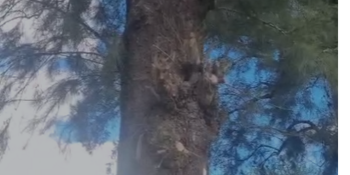 Imagen de Preocupaci&oacute;n por un panal de abejas en un sendero muy transitado