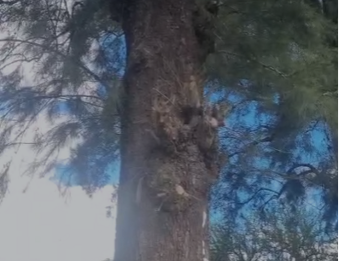 Imagen de Preocupaci&oacute;n por un panal de abejas en un sendero muy transitado