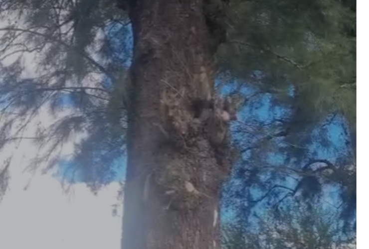 Imagen de Preocupaci&oacute;n por un panal de abejas en un sendero muy transitado