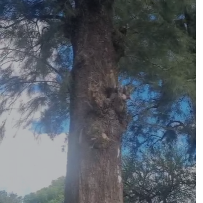 Imagen de Preocupaci&oacute;n por un panal de abejas en un sendero muy transitado