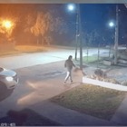 El debate sobre el maltrato animal en Funes vuelve a estar en el centro de la escena.