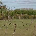 Imagen de Alerta sanitaria en Barrio R&iacute;o Sol: denuncian la muerte de caballos y una invasi&oacute;n de moscas