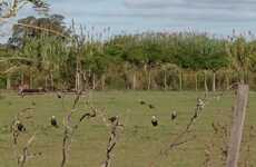 Imagen de Alerta sanitaria en Barrio R&iacute;o Sol: denuncian la muerte de caballos y una invasi&oacute;n de moscas