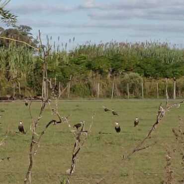 Imagen de Alerta sanitaria en Barrio R&iacute;o Sol: denuncian la muerte de caballos y una invasi&oacute;n de moscas