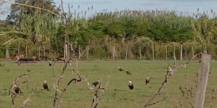 Imagen de Alerta sanitaria en Barrio R&iacute;o Sol: denuncian la muerte de caballos y una invasi&oacute;n de moscas