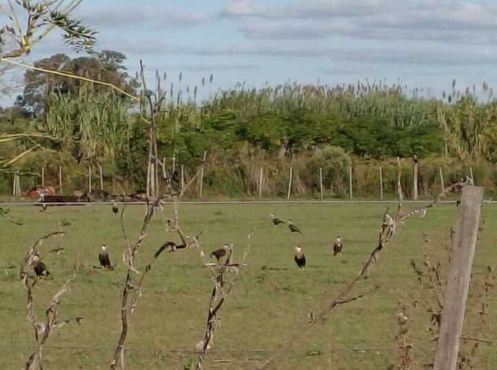 Imagen de Alerta sanitaria en Barrio R&iacute;o Sol: denuncian la muerte de caballos y una invasi&oacute;n de moscas