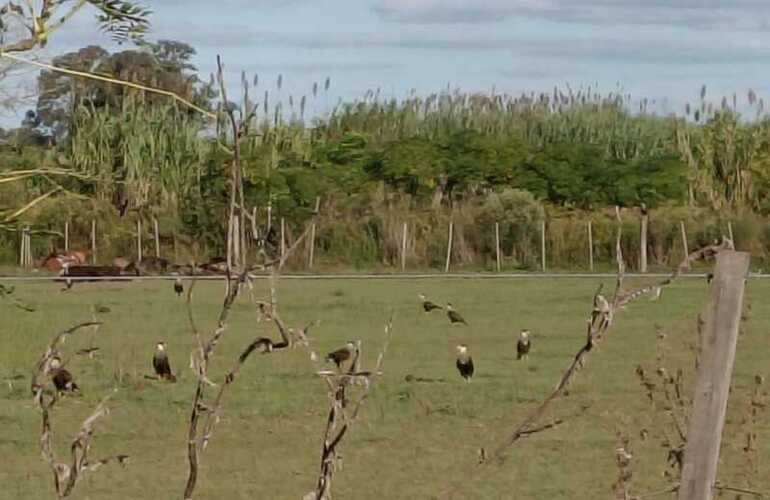 Imagen de Alerta sanitaria en Barrio R&iacute;o Sol: denuncian la muerte de caballos y una invasi&oacute;n de moscas