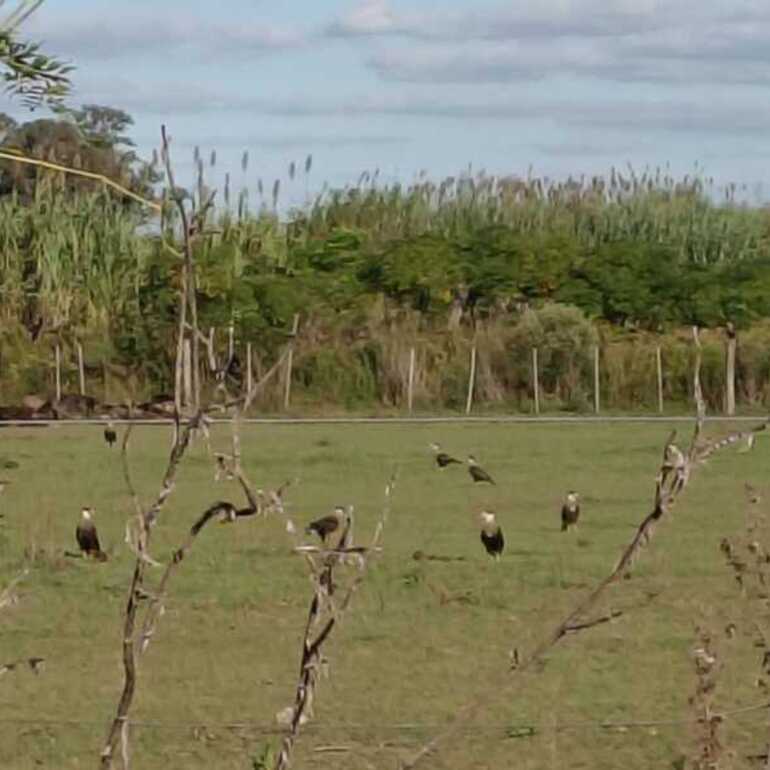 Imagen de Alerta sanitaria en Barrio R&iacute;o Sol: denuncian la muerte de caballos y una invasi&oacute;n de moscas