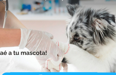 Imagen de El 22/04, campa&ntilde;a de vacunaci&oacute;n antirr&aacute;bica para mascotas en la localidad