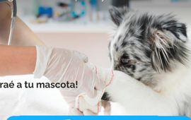 Imagen de El 22/04, campa&ntilde;a de vacunaci&oacute;n antirr&aacute;bica para mascotas en la localidad