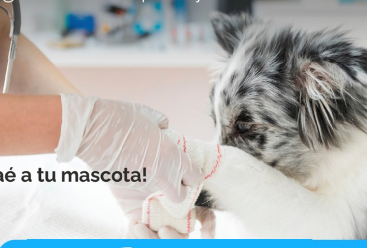 Imagen de El 22/04, campa&ntilde;a de vacunaci&oacute;n antirr&aacute;bica para mascotas en la localidad