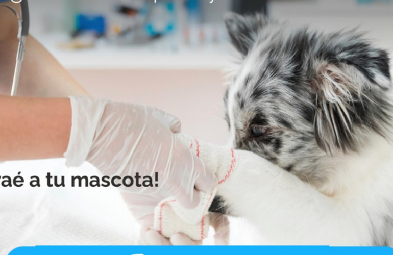 Imagen de El 22/04, campa&ntilde;a de vacunaci&oacute;n antirr&aacute;bica para mascotas en la localidad