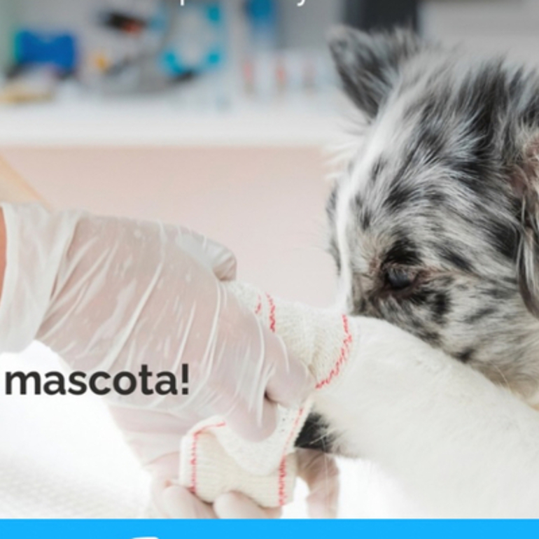 Imagen de El 22/04, campa&ntilde;a de vacunaci&oacute;n antirr&aacute;bica para mascotas en la localidad