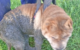Imagen de Perro cay&oacute; en un pozo abierto pero lograron rescatarlo a tiempo