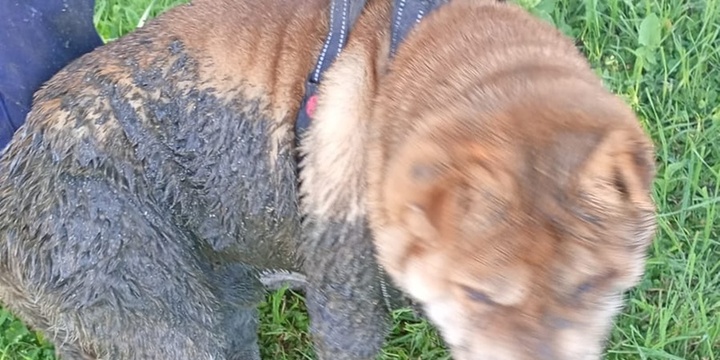 Imagen de Perro cay&oacute; en un pozo abierto pero lograron rescatarlo a tiempo