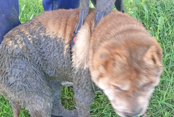 Imagen de Perro cay&oacute; en un pozo abierto pero lograron rescatarlo a tiempo