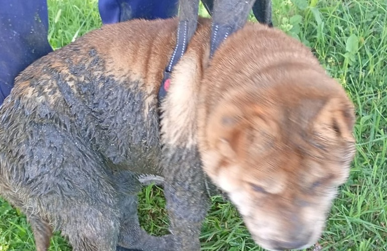Imagen de Perro cay&oacute; en un pozo abierto pero lograron rescatarlo a tiempo